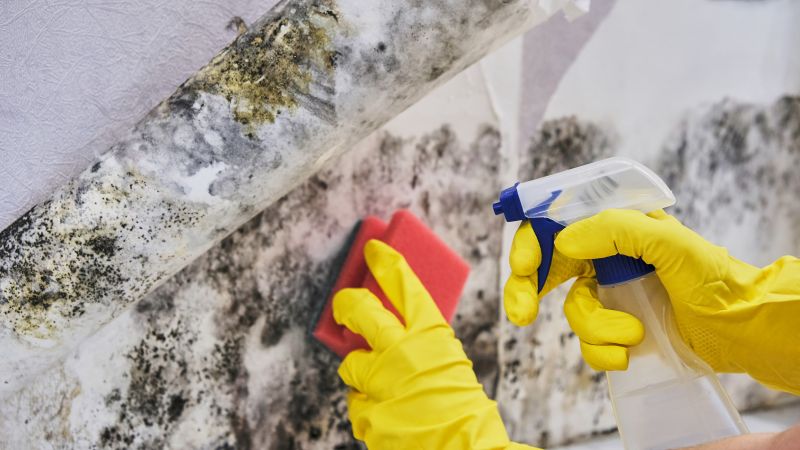 Mold Abatement Service in Jupiter, FL